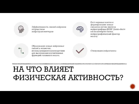 НА ЧТО ВЛИЯЕТ ФИЗИЧЕСКАЯ АКТИВНОСТЬ?