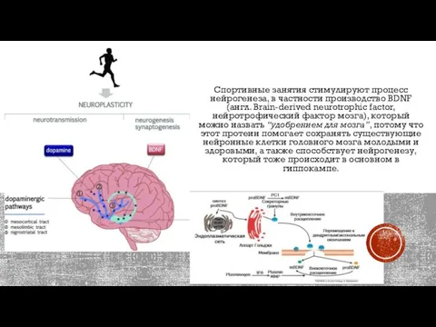 Спортивные занятия стимулируют процесс нейрогенеза, в частности производство BDNF (англ. Brain-derived neurotrophic