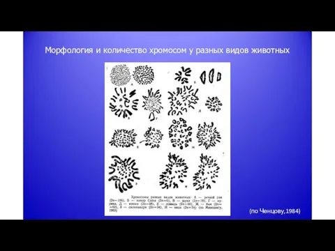Морфология и количество хромосом у разных видов животных (по Ченцову,1984)