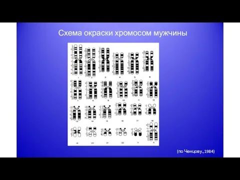 (по Ченцову.,1984) Схема окраски хромосом мужчины
