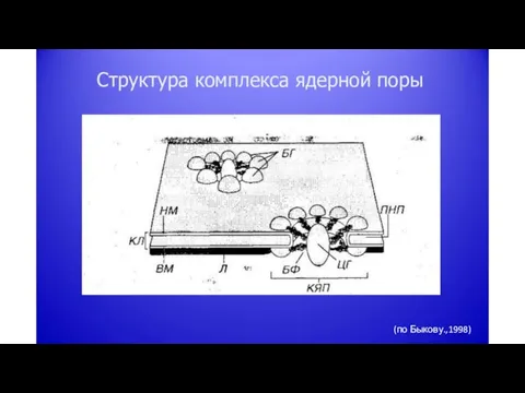 Структура комплекса ядерной поры (по Быкову.,1998)