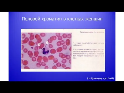 Половой хроматин в клетках женщин (по Кузнецову и др.,2002)