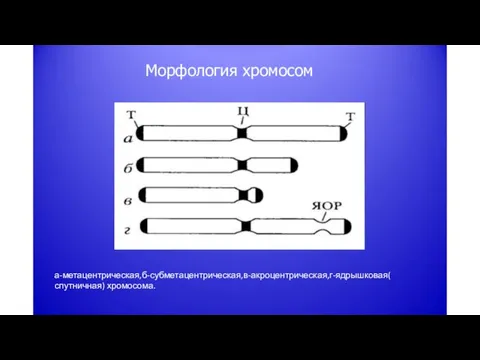 Морфология хромосом а-метацентрическая,б-субметацентрическая,в-акроцентрическая,г-ядрышковая( спутничная) хромосома.