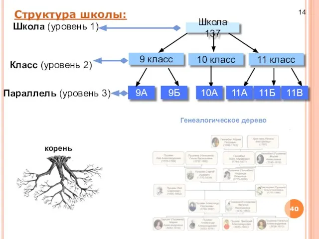 Структура школы: Генеалогическое дерево 14