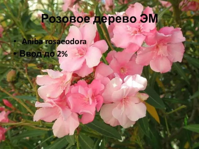 Розовое дерево ЭМ Aniba rosaeodora Ввод до 2%