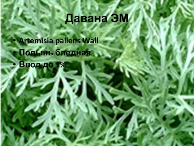 Давана ЭМ Artemisia pallens Wall Полынь бледная Ввод до 1%