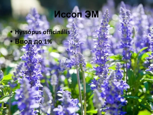 Иссоп ЭМ Hyssópus officinális Ввод до 1%