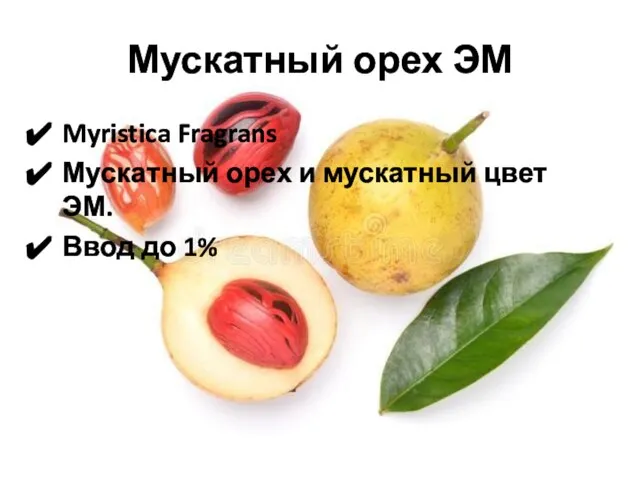 Мускатный орех ЭМ Myristica Fragrans Мускатный орех и мускатный цвет ЭМ. Ввод до 1%