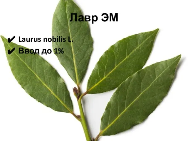 Лавр ЭМ Laurus nobilis L. Ввод до 1%