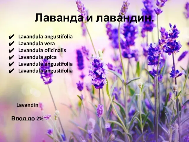 Лаванда и лавандин. Lavandula angustifolia Lavandula vera Lavandula oficinalis Lavandula spica Lavandula