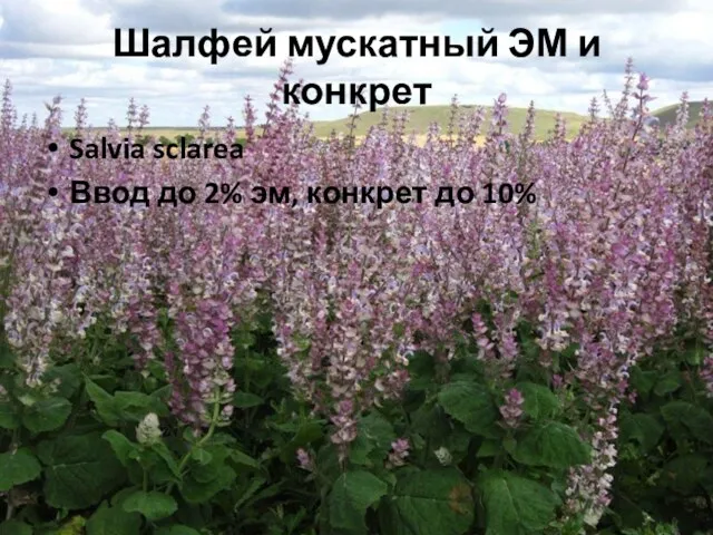 Шалфей мускатный ЭМ и конкрет Salvia sclarea Ввод до 2% эм, конкрет до 10%