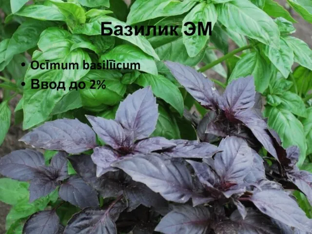 Базилик ЭМ Ocīmum basilīicum Ввод до 2%