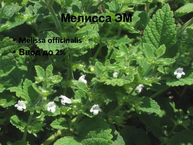 Мелисса ЭМ Melissa officinalis Ввод до 2%