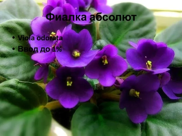 Фиалка абсолют Viola odorata Ввод до 1%