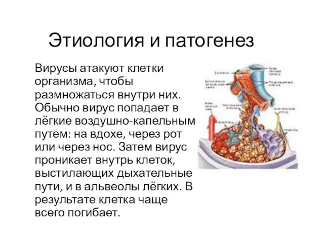 Этиология и патогенез Вирусы атакуют клетки организма, чтобы размножаться внутри них. Обычно