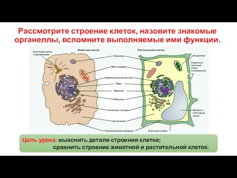 Рассмотрите строение клеток, назовите знакомые органеллы, вспомните выполняемые ими функции. Цель урока: