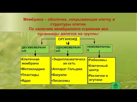 Мембрана – оболочка, покрывающая клетку и структуры клетки. По наличию мембранного строения