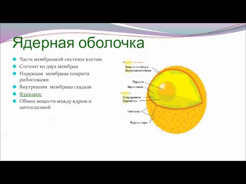 Ядерная оболочка Часть мембранной системы клетки Состоит из двух мембран Наружная мембрана