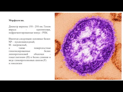 Морфология. Диаметр вириона 150 - 250 нм. Геном вируса - однонитевая, нефратментированная