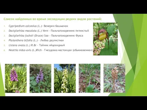 Список найденных во время экспедиции редких видов растений: Cypripedium calceolus (L.)- Венерин