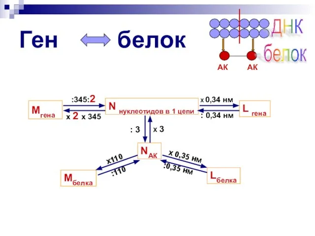 Ген белок N нуклеотидов в 1 цепи NАК ДНК белок АК АК