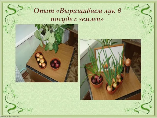 Опыт «Выращиваем лук в посуде с землей»