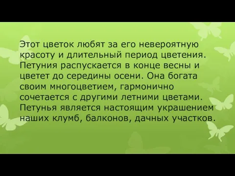 Этот цветок любят за его невероятную красоту и длительный период цветения. Петуния