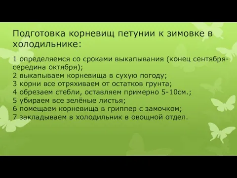 Подготовка корневищ петунии к зимовке в холодильнике: 1 определяемся со сроками выкапывания