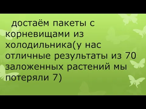 достаём пакеты с корневищами из холодильника(у нас отличные результаты из 70 заложенных растений мы потеряли 7)