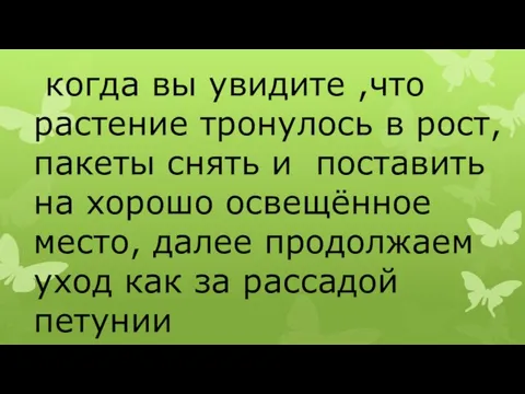 когда вы увидите ,что растение тронулось в рост, пакеты снять и поставить