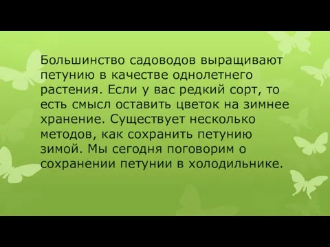 Большинство садоводов выращивают петунию в качестве однолетнего растения. Если у вас редкий