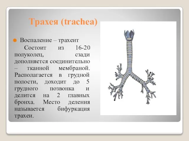 Трахея (trachea) Воспаление – трахеит Состоит из 16-20 полуколец, сзади дополняется соединительно