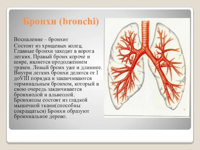 Бронхи (bronchi) Воспаление – бронхит Состоит из хрящевых колец. Главные бронхи заходят