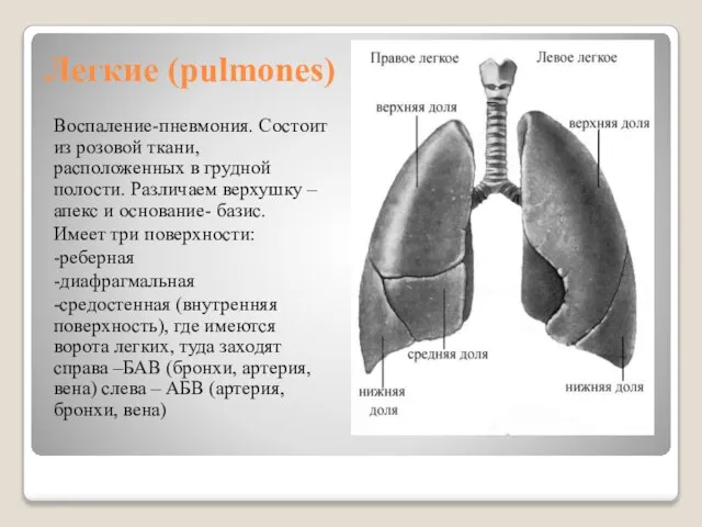 Легкие (pulmones) Воспаление-пневмония. Состоит из розовой ткани, расположенных в грудной полости. Различаем