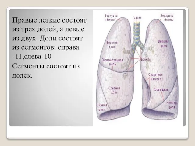 Правые легкие состоят из трех долей, а левые из двух. Доли состоят