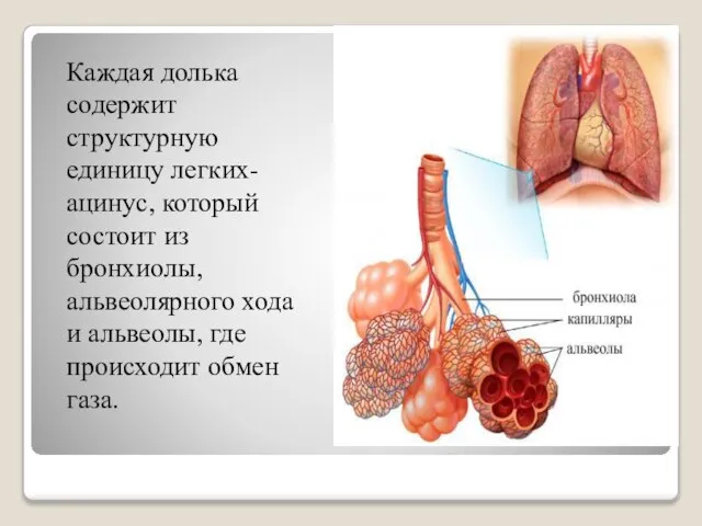 Каждая долька содержит структурную единицу легких- ацинус, который состоит из бронхиолы, альвеолярного