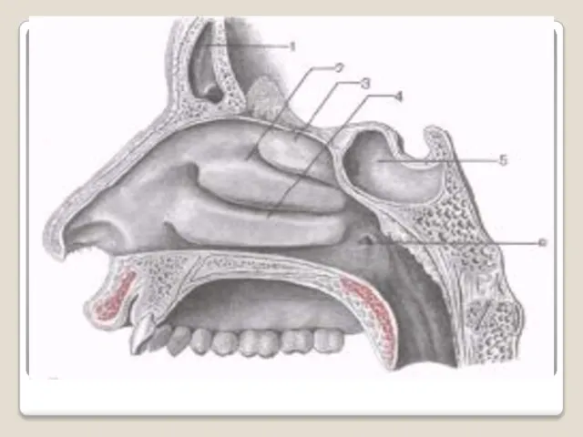 Собственно полость носа Благодаря слизи