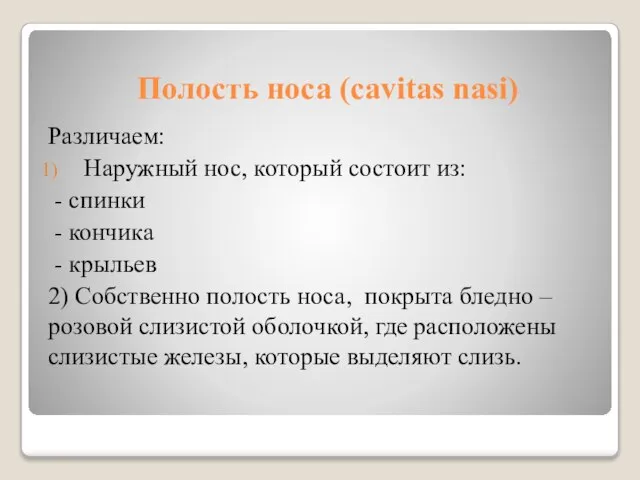 Полость носа (cavitas nasi) Различаем: Наружный нос, который состоит из: - спинки