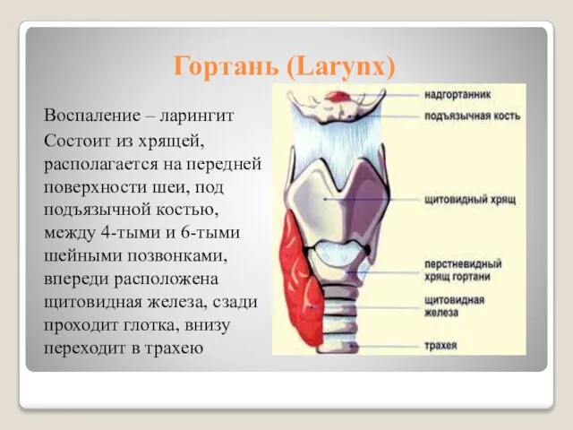 Гортань (Larynx) Воспаление – ларингит Состоит из хрящей, располагается на передней поверхности