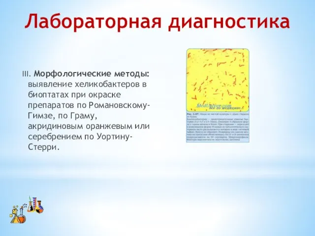 III. Морфологические методы: выявление хеликобактеров в биоптатах при окраске препаратов по Романовскому-Гимзе,