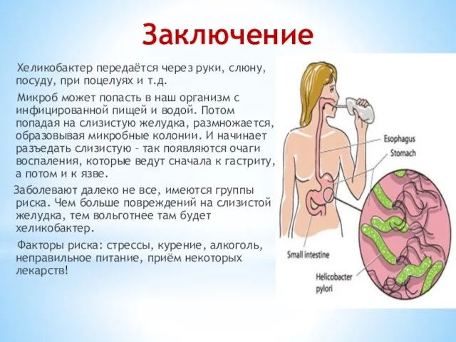 Заключение Хеликобактер передаётся через руки, слюну, посуду, при поцелуях и т.д. Микроб