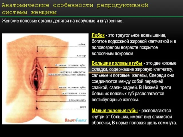 Анатомические особенности репродуктивной системы женщины Женские половые органы делятся на наружные и