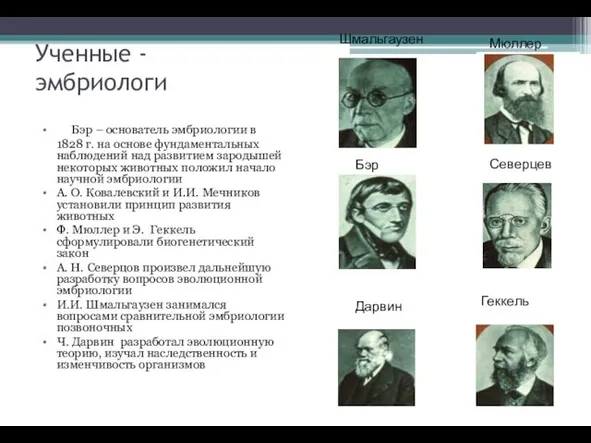 Ученные - эмбриологи Бэр – основатель эмбриологии в 1828 г. на основе