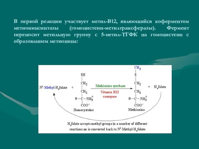 В первой реакции участвует метил-В12, являющийся коферментом метионинсинтазы (гомоцистеин-метилтрансферазы). Фермент переносит метильную
