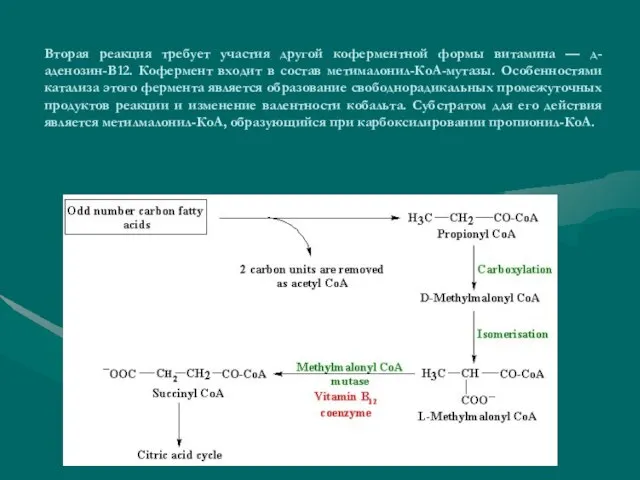 Вторая реакция требует участия другой коферментной формы витамина — д-аденозин-В12. Кофермент входит