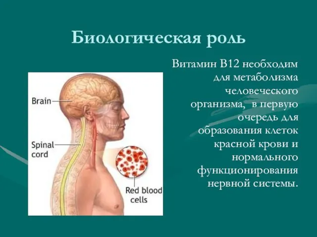 Биологическая роль Витамин В12 необходим для метаболизма человеческого организма, в первую очередь