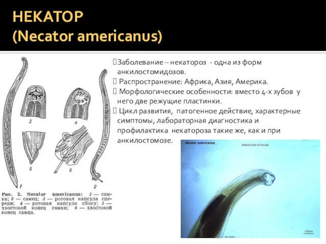 НЕКАТОР (Necator americanus) Заболевание – некатороз - одна из форм анкилостомидозов. Распространение: