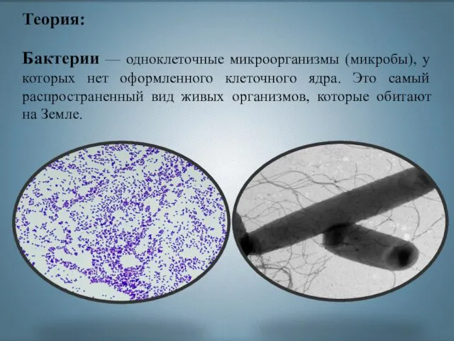 Теория: Бактерии — одноклеточные микроорганизмы (микробы), у которых нет оформленного клеточного ядра.