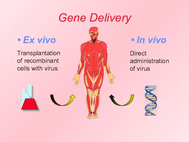 Gene Delivery Ex vivo Transplantation of recombinant cells with virus Direct administration of virus In vivo