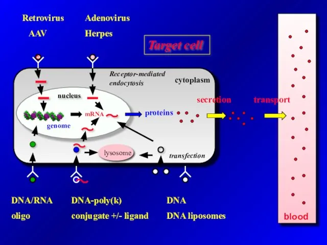 blood Retrovirus AAV Adenovirus Herpes Target cell DNA/RNA oligo DNA-poly(k) conjugate +/-